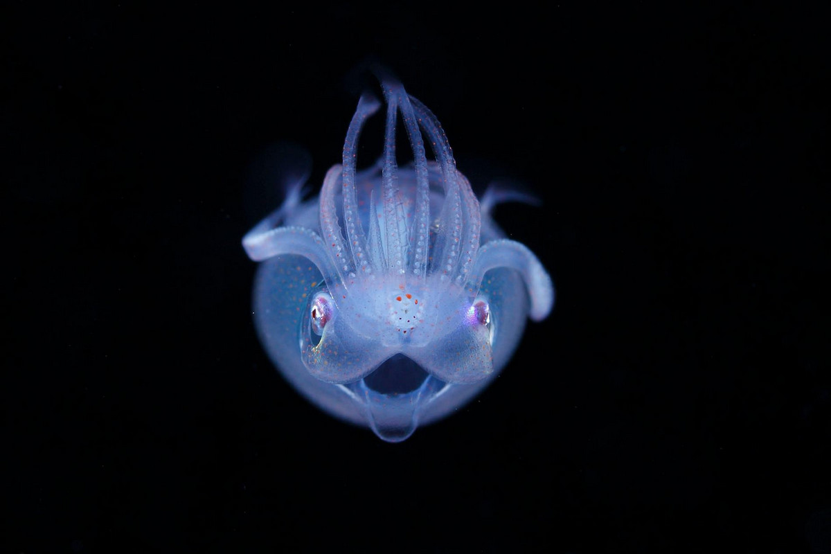 ryo minemizu foto plankton 1