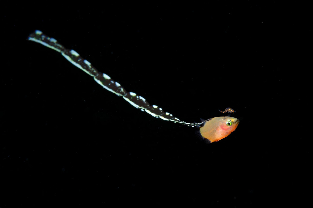 ryo minemizu foto plankton 10