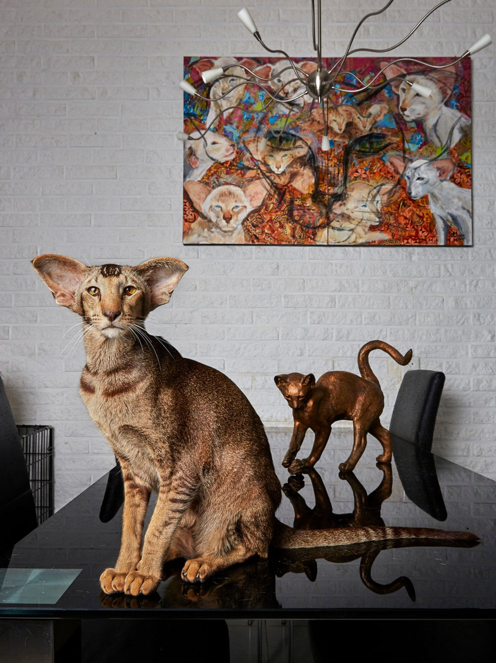 Портреты амстердамских домашних животных. Фотограф Изабелла Розендал 2