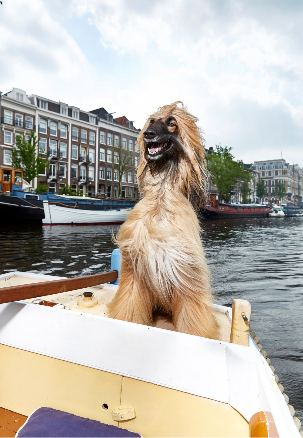 Портреты амстердамских домашних животных. Фотограф Изабелла Розендал 6
