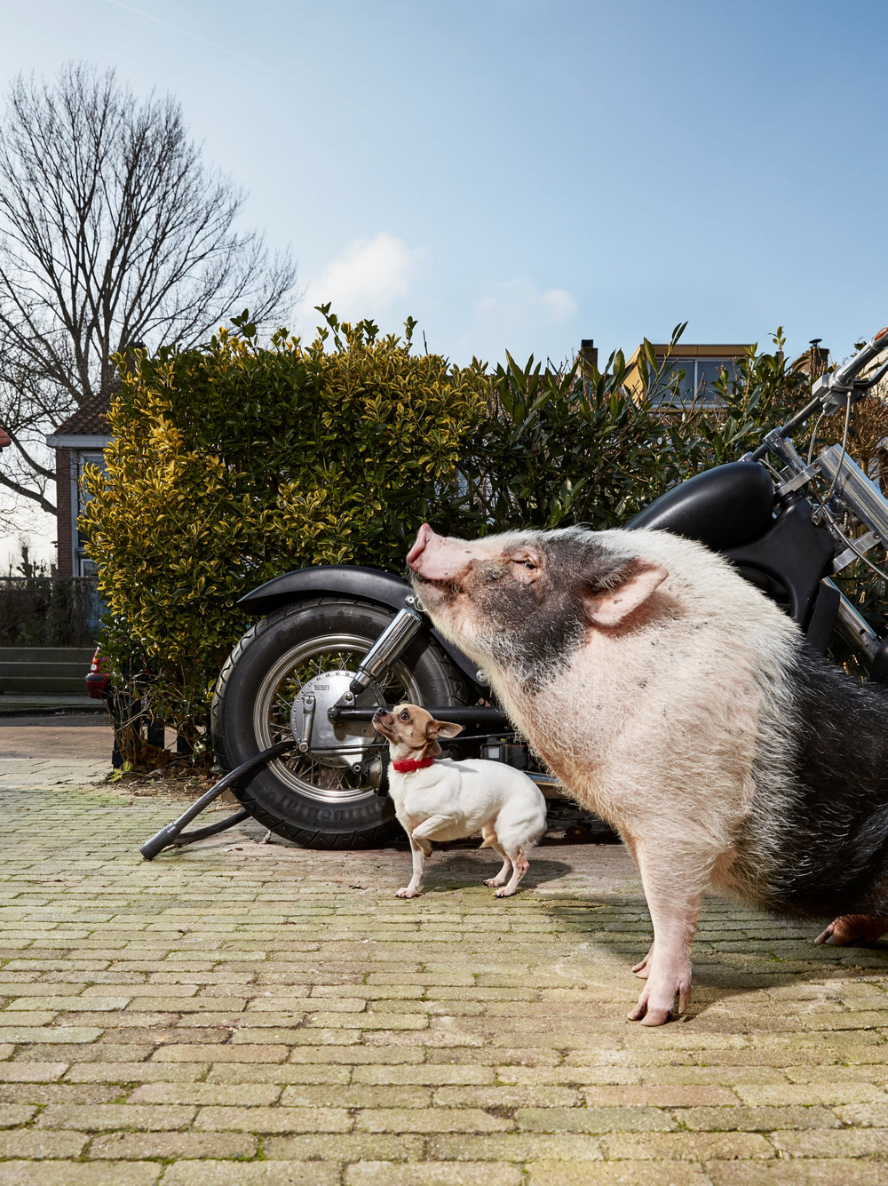 Портреты амстердамских домашних животных. Фотограф Изабелла Розендал 7