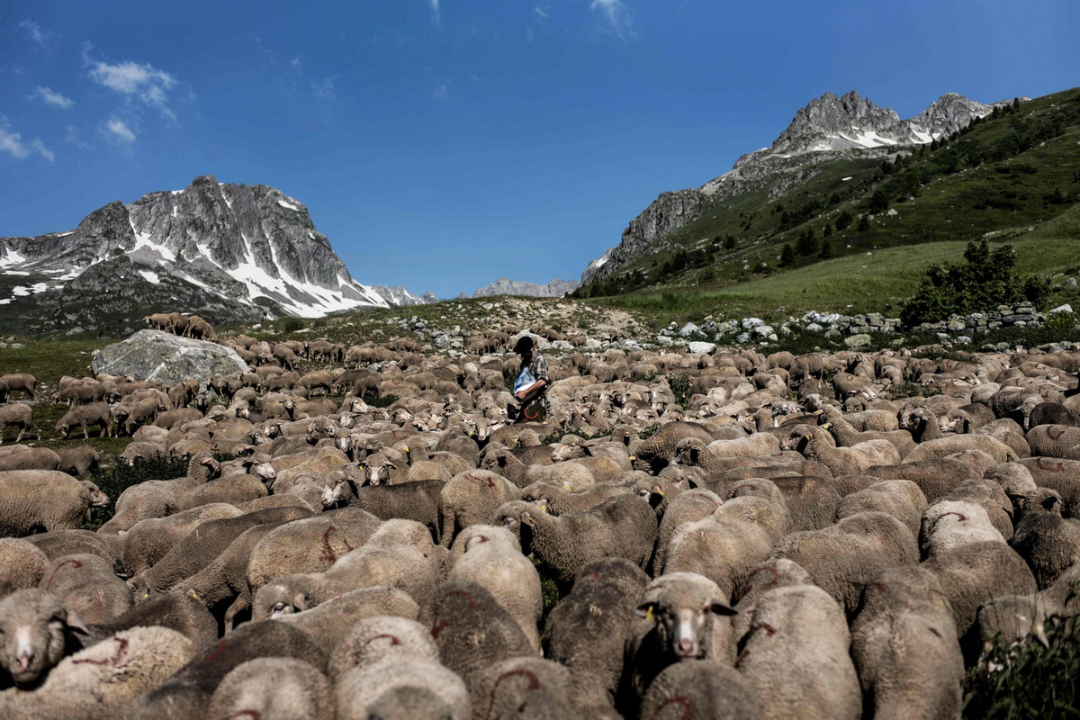 Работа мечты: как живёт пастух в Альпах 1
