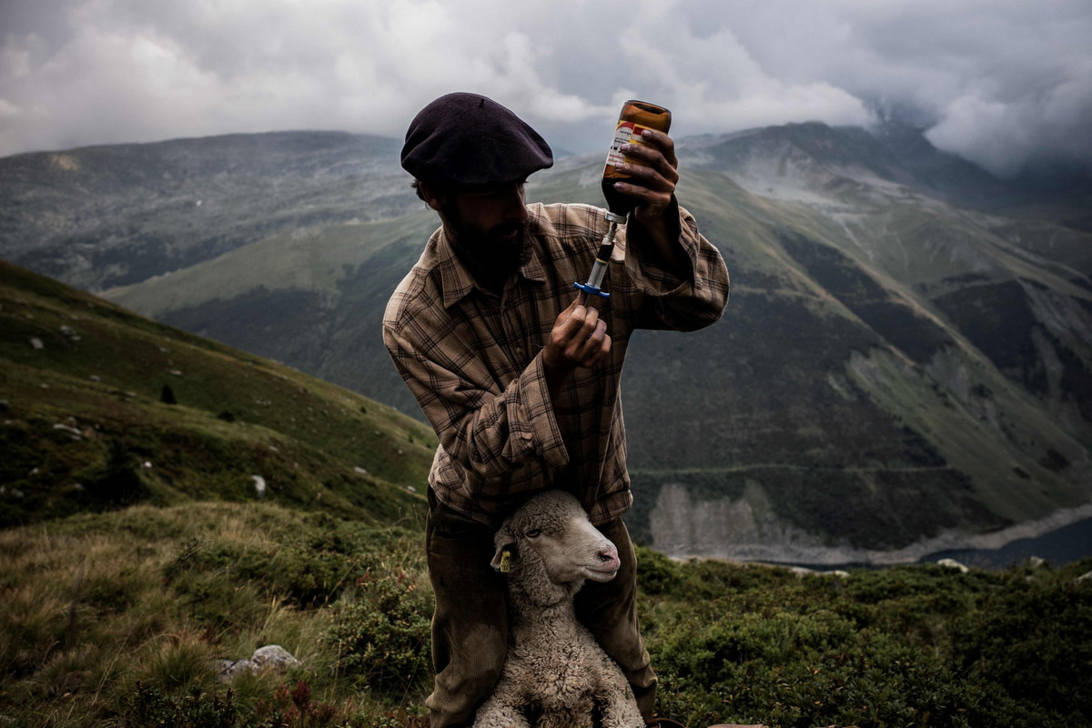 Работа мечты: как живёт пастух в Альпах 11
