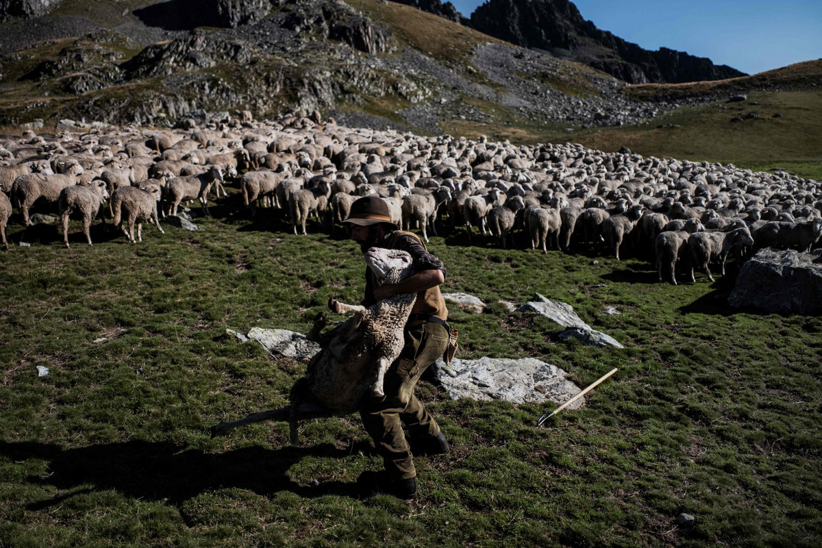 Работа мечты: как живёт пастух в Альпах 15