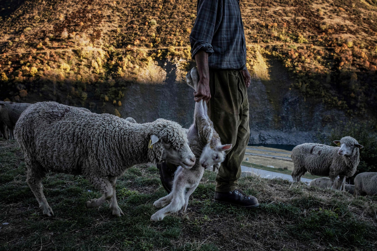 Работа мечты: как живёт пастух в Альпах 18