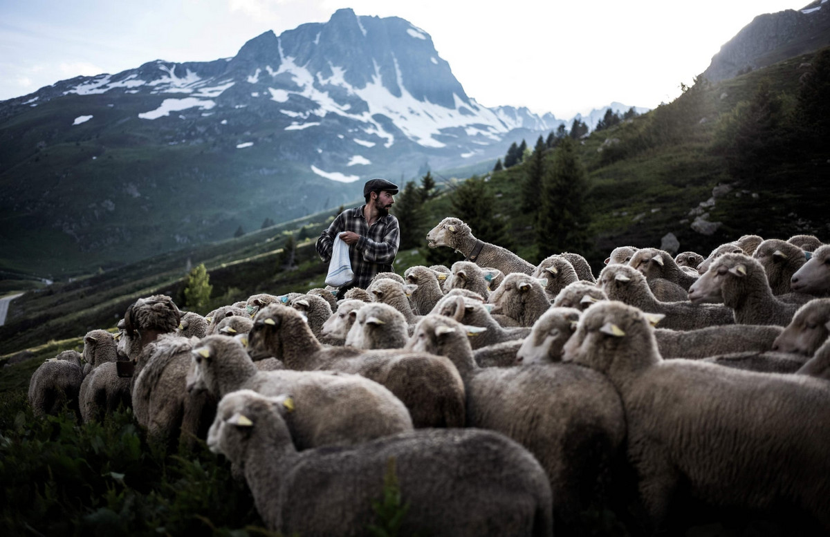 Работа мечты: как живёт пастух в Альпах 22