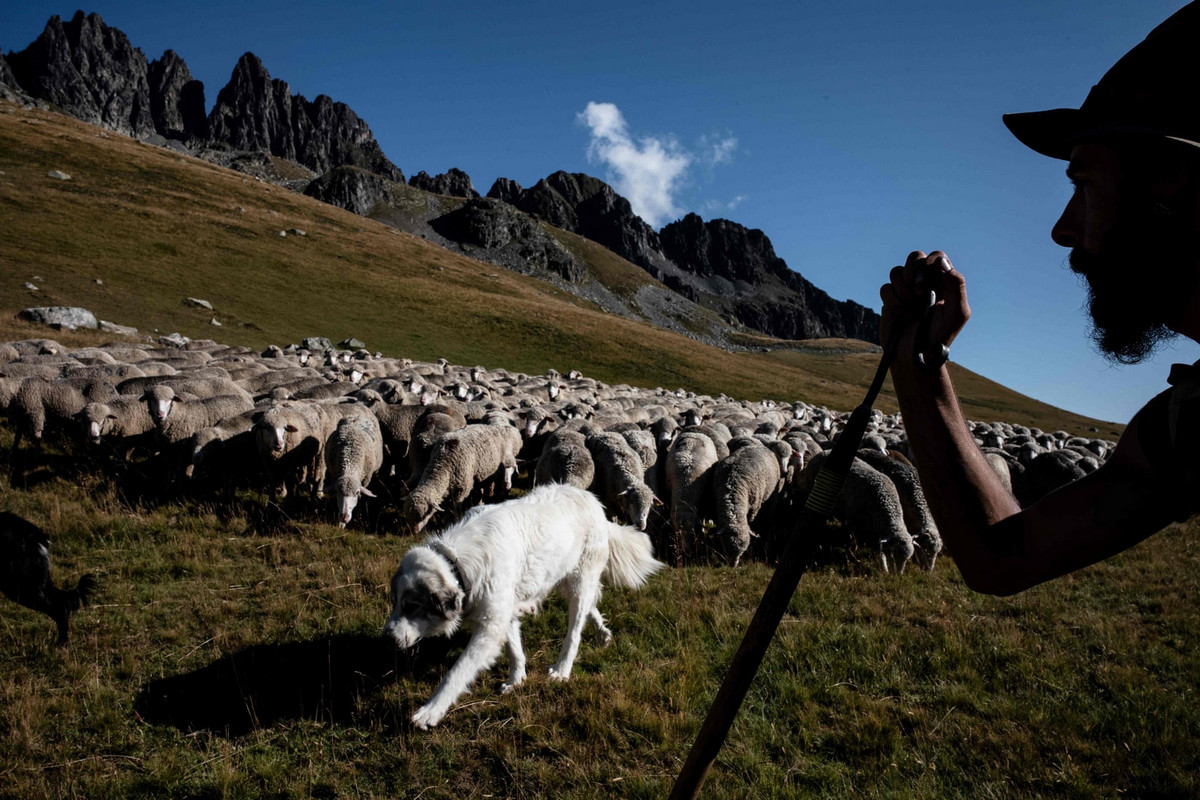 Работа мечты: как живёт пастух в Альпах 7