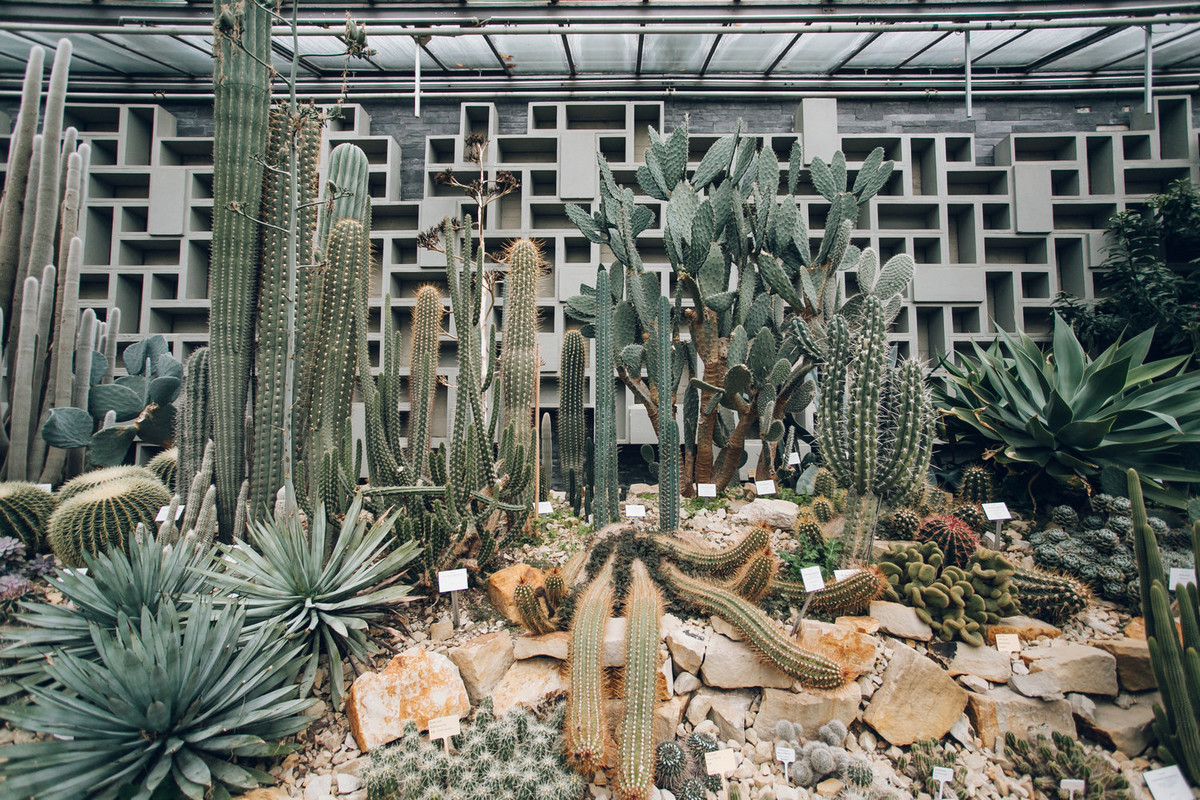 «Дуэт фотографов путешествует по миру, снимая ботанические сады, оранжереи и теплицы  16