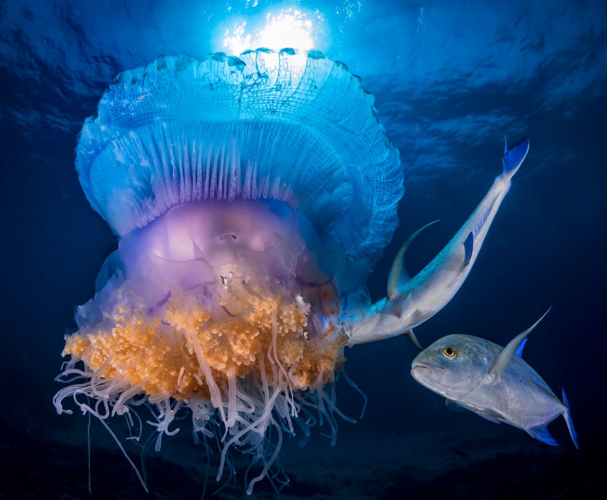 Дивный подводный мир в снимках призеров фотоконкурса Ocean Art 2018 14