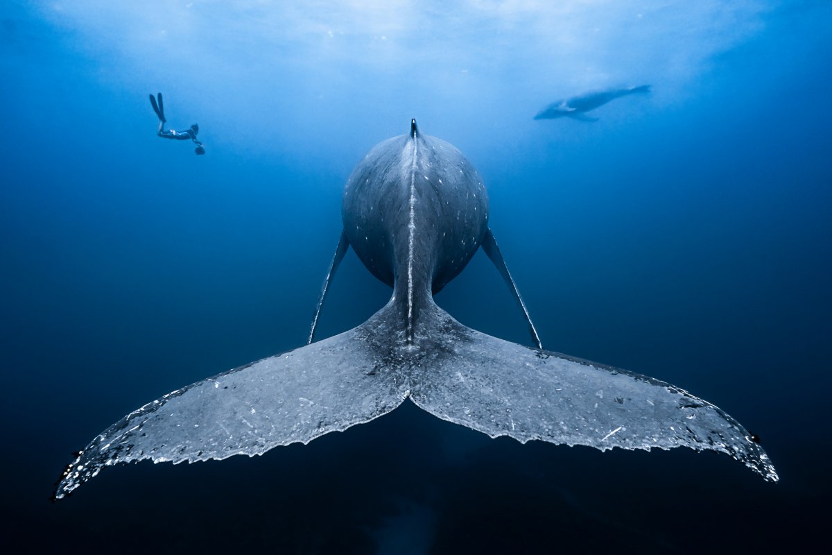 Дивный подводный мир в снимках призеров фотоконкурса Ocean Art 2018 17