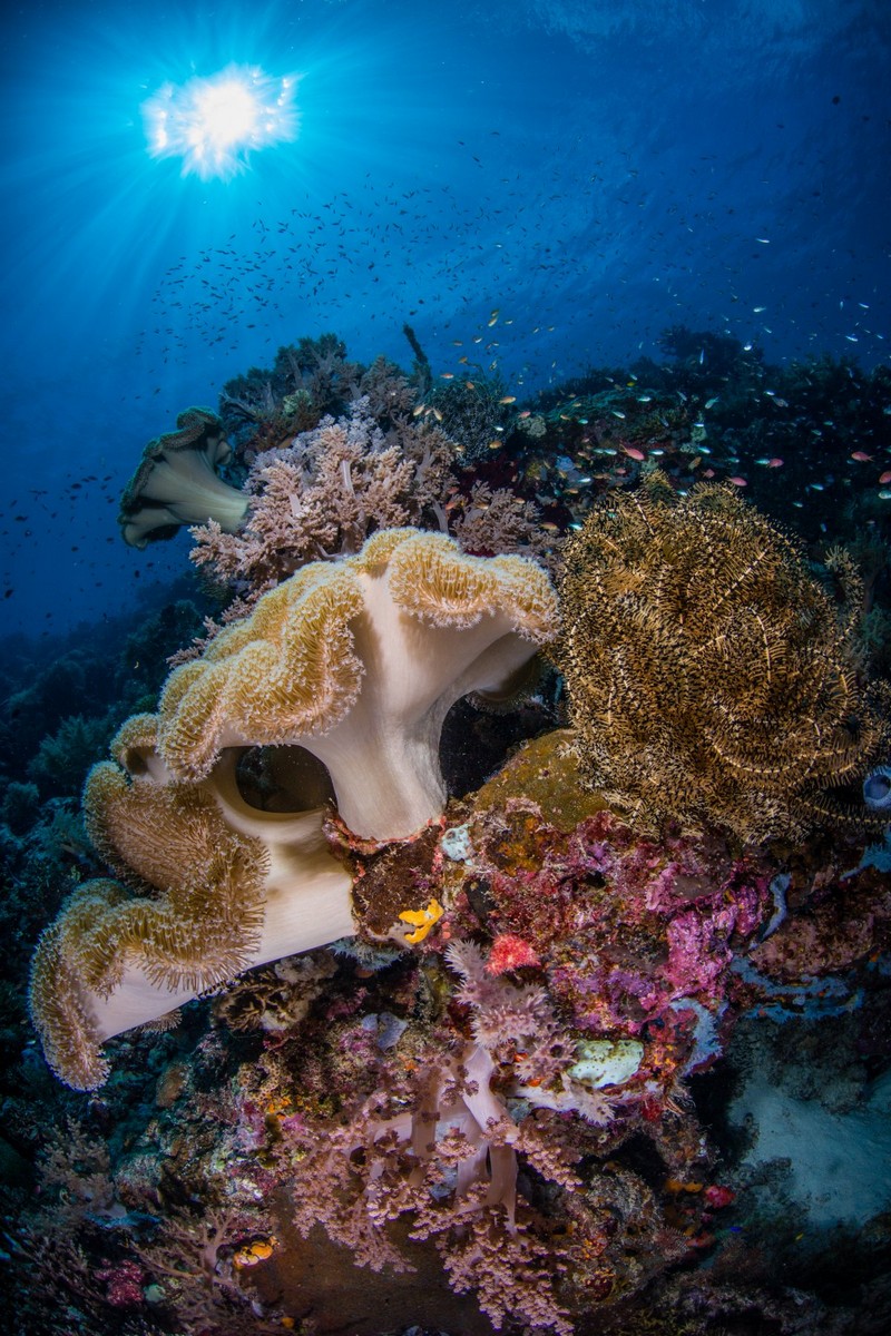 Дивный подводный мир в снимках призеров фотоконкурса Ocean Art 2018 33