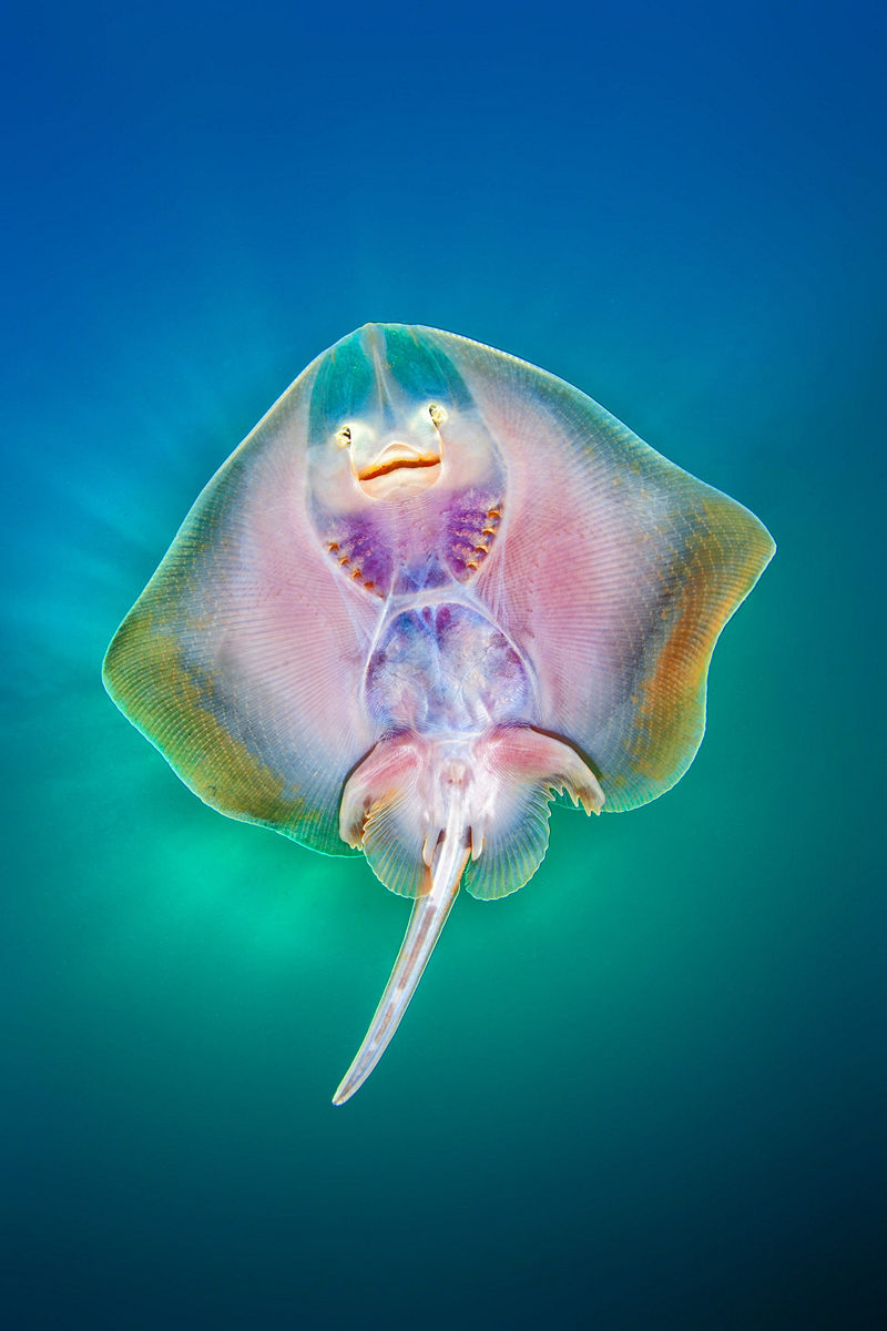 Жизнь морских глубин в работах победителей конкурса «Подводный фотограф года – 2019» 11