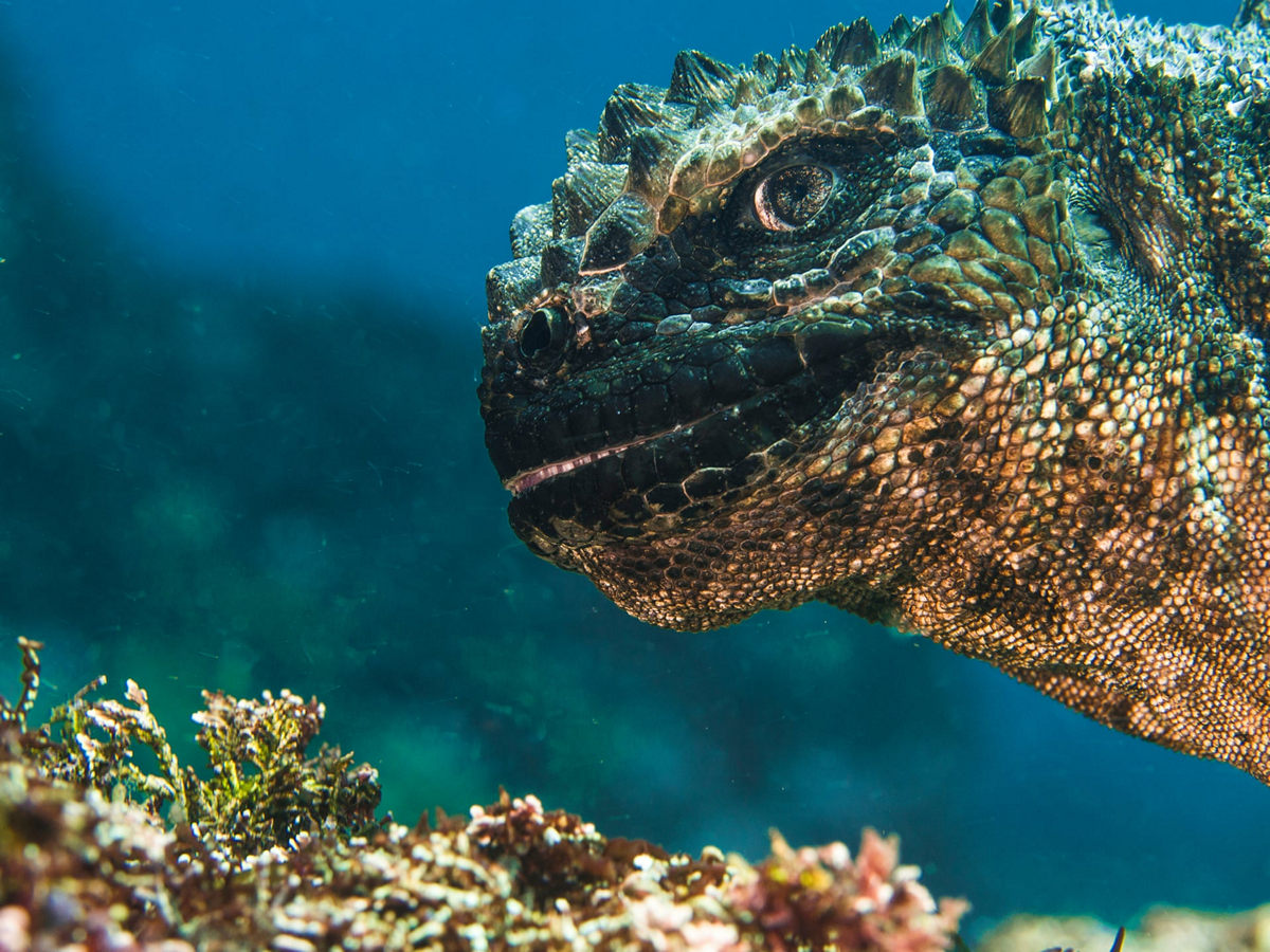Жизнь морских глубин в работах победителей конкурса «Подводный фотограф года – 2019» 12