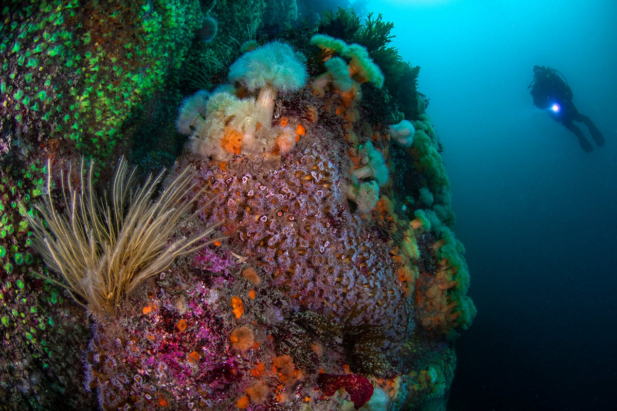 Жизнь морских глубин в работах победителей конкурса «Подводный фотограф года – 2019» 19