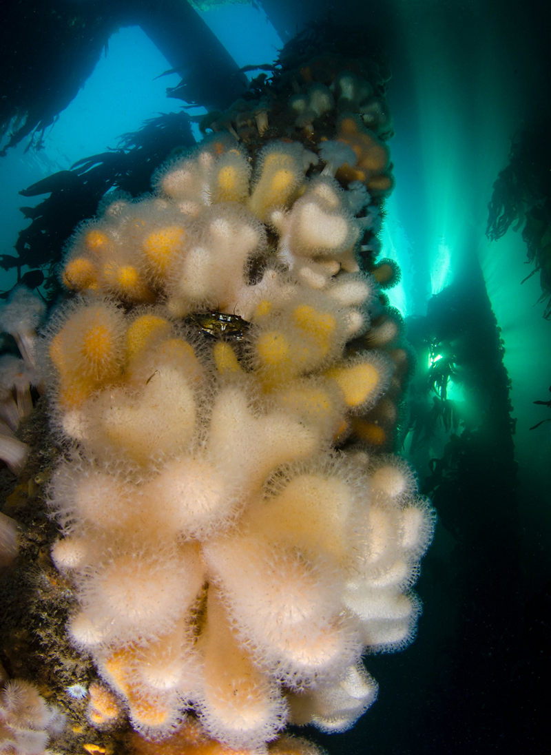 Жизнь морских глубин в работах победителей конкурса «Подводный фотограф года – 2019» 24