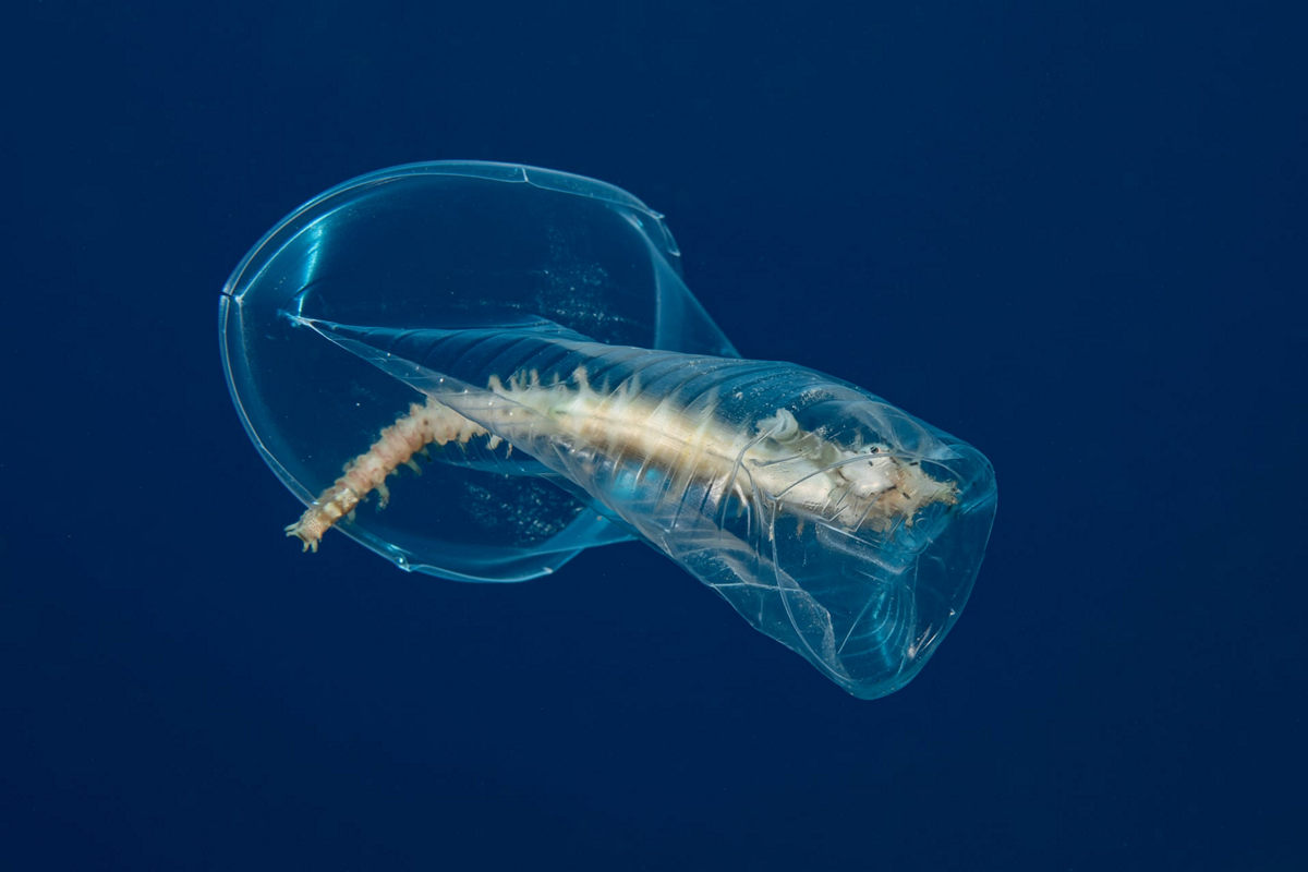 Жизнь морских глубин в работах победителей конкурса «Подводный фотограф года – 2019» 29