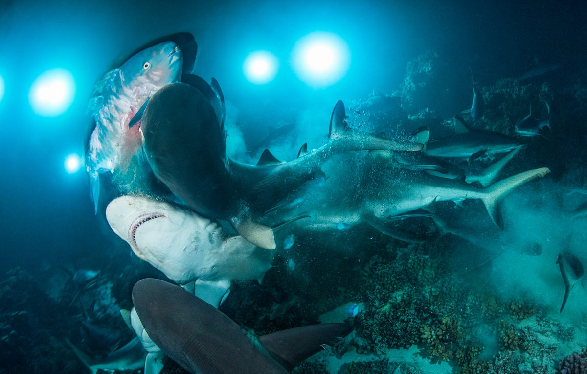 Жизнь морских глубин в работах победителей конкурса «Подводный фотограф года – 2019» 8