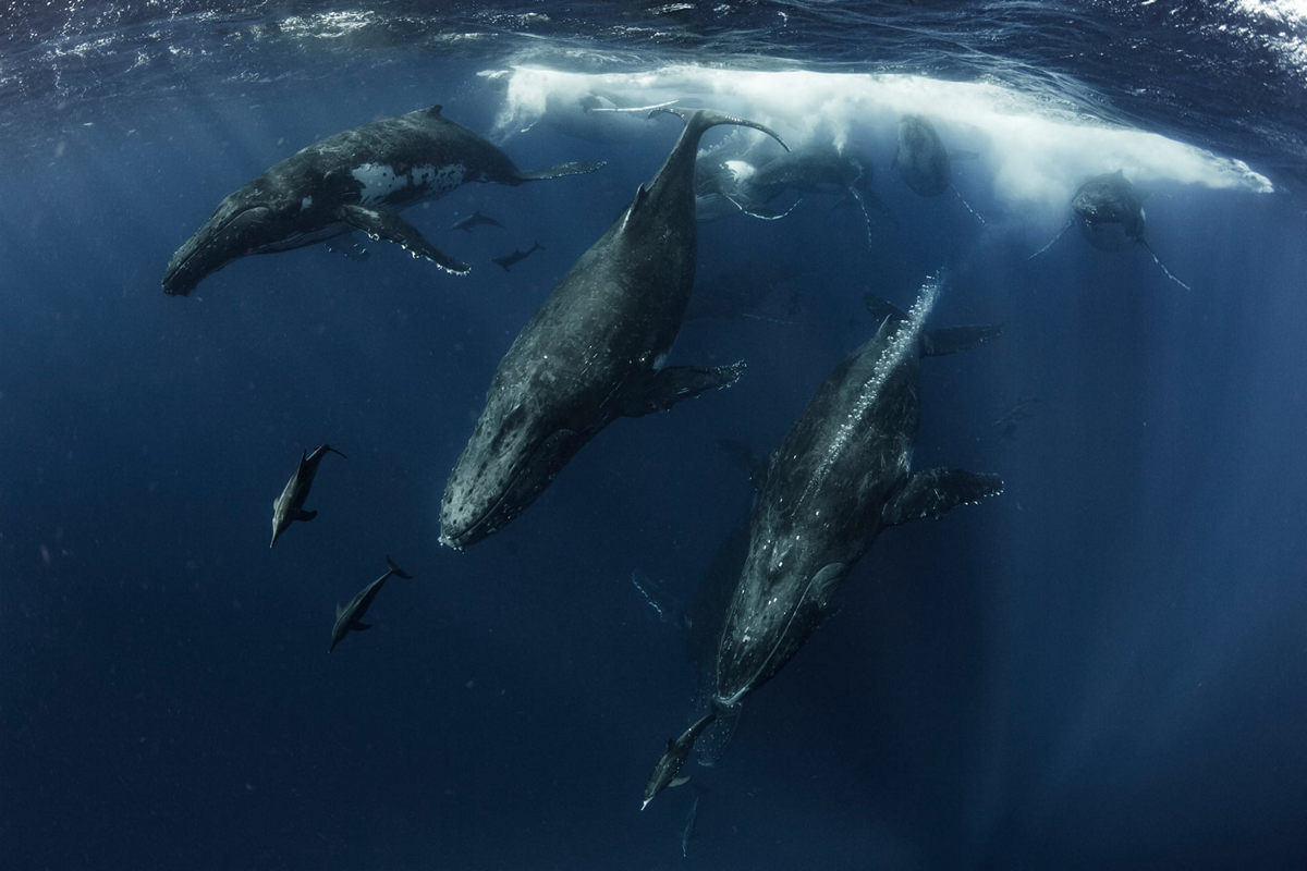 Жизнь морских глубин в работах победителей конкурса «Подводный фотограф года – 2019» 9