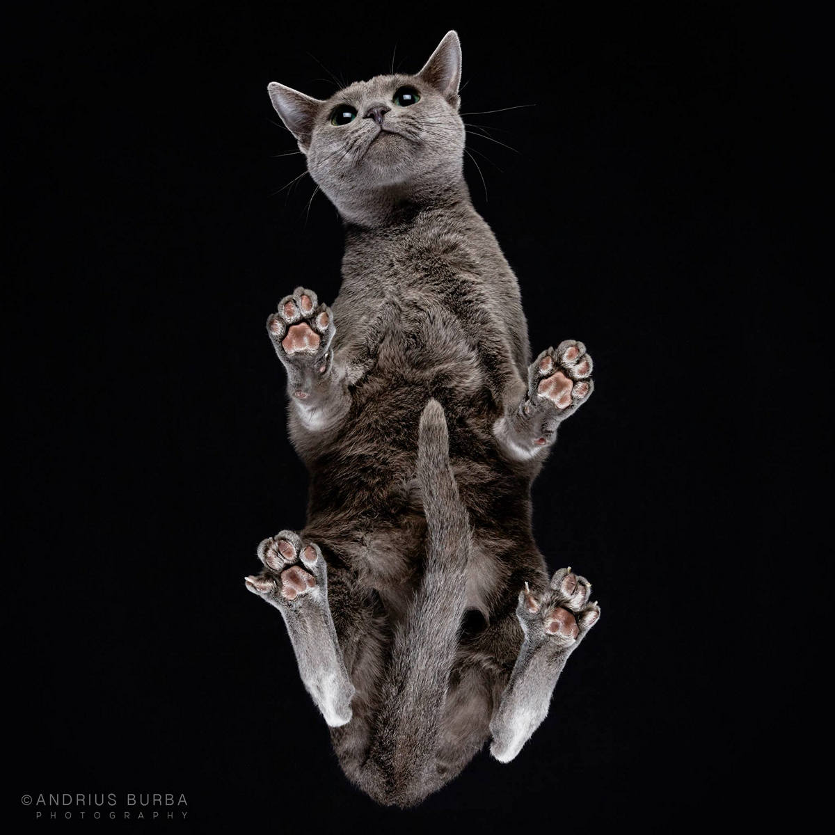 «Взгляд снизу»: чудные фотографии животных в проекте Андриуса Бурбы 22