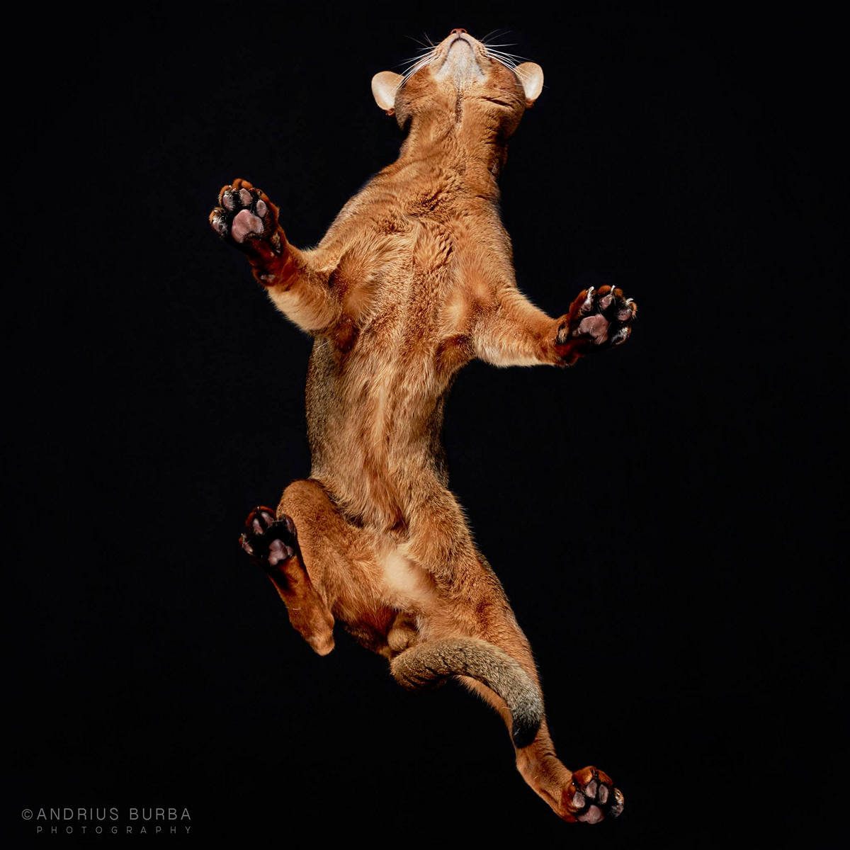 «Взгляд снизу»: чудные фотографии животных в проекте Андриуса Бурбы 26