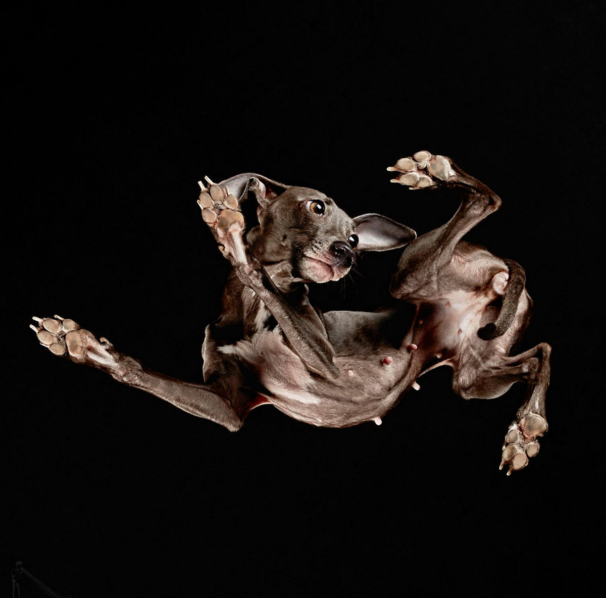 «Взгляд снизу»: чудные фотографии животных в проекте Андриуса Бурбы 3