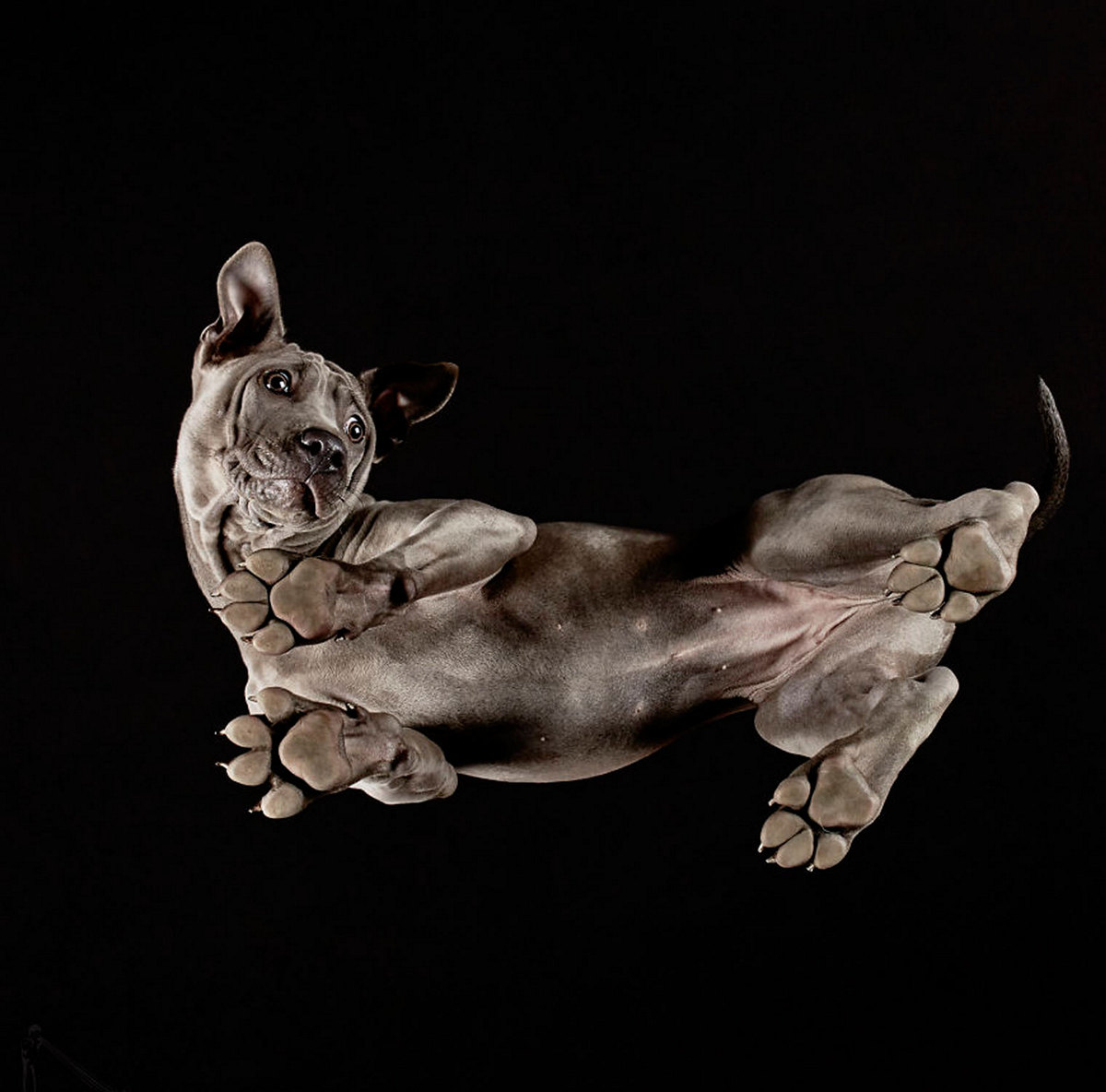«Взгляд снизу»: чудные фотографии животных в проекте Андриуса Бурбы 6