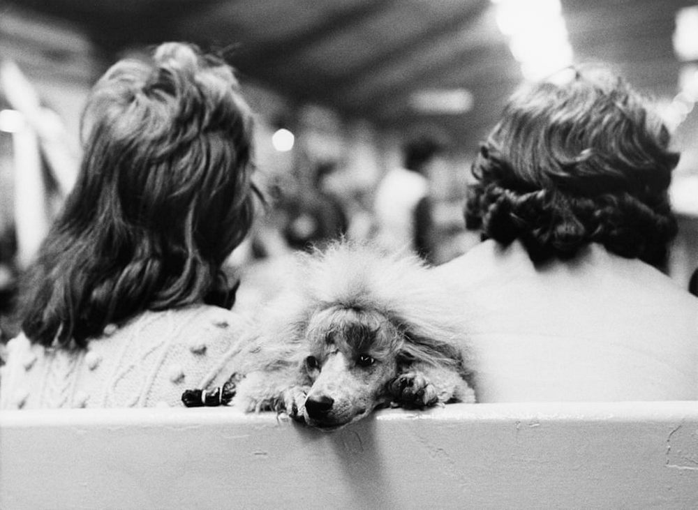 «Дай, Джим, на счастье лапу мне»: фотографии Ширли Бейкер с выставок собак 1960-70-х 8