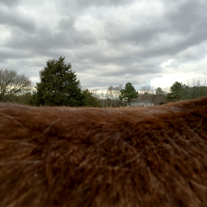 Лошадь, пейзаж, горизонт в фотопроекте Ли Дейгард 12