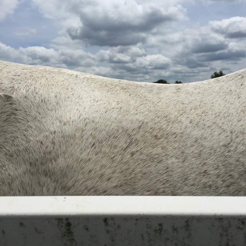 Лошадь, пейзаж, горизонт в фотопроекте Ли Дейгард 3