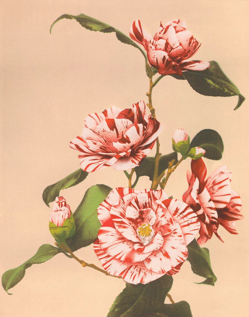 Японские цветы Огавы Кадзумасы. Пион, хризантемы, лотос и ирис из эпохи Мэйдзи 17