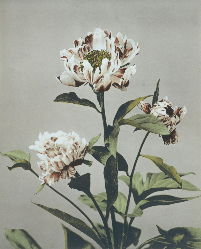 Японские цветы Огавы Кадзумасы. Пион, хризантемы, лотос и ирис из эпохи Мэйдзи 18