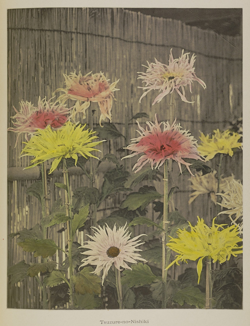 Японские цветы Огавы Кадзумасы. Пион, хризантемы, лотос и ирис из эпохи Мэйдзи 28