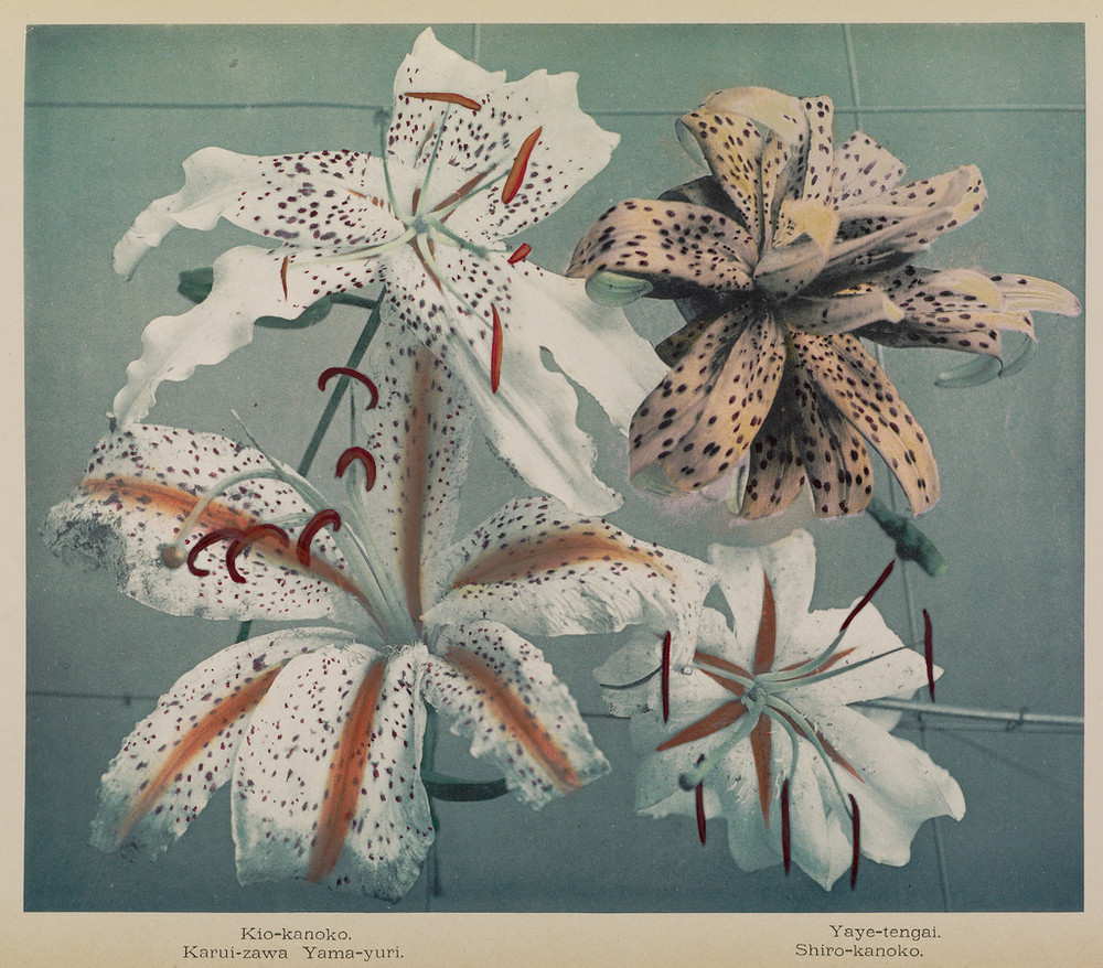 Японские цветы Огавы Кадзумасы. Пион, хризантемы, лотос и ирис из эпохи Мэйдзи 4