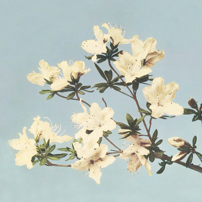 Японские цветы Огавы Кадзумасы. Пион, хризантемы, лотос и ирис из эпохи Мэйдзи 41