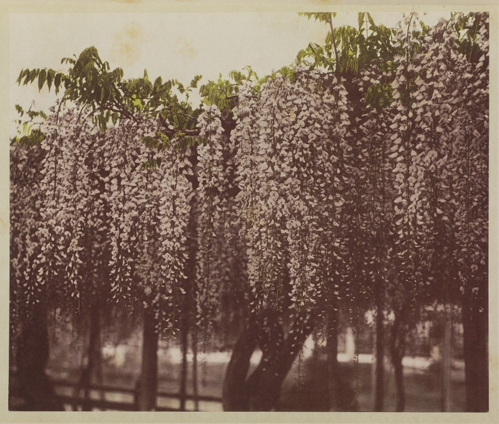 Японские цветы Огавы Кадзумасы. Пион, хризантемы, лотос и ирис из эпохи Мэйдзи 7