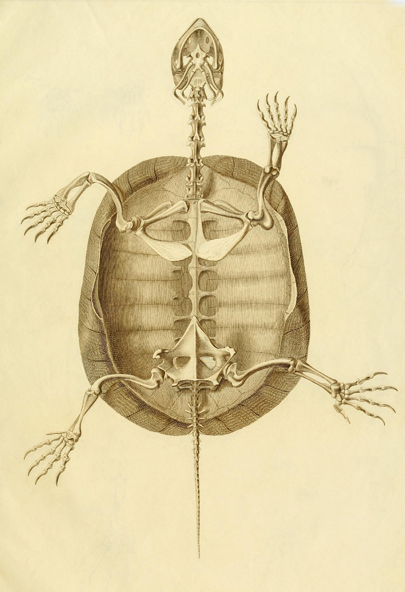 What is under the shell: the anatomy of a turtle in the drawings of the German naturalist of the nineteenth century 1