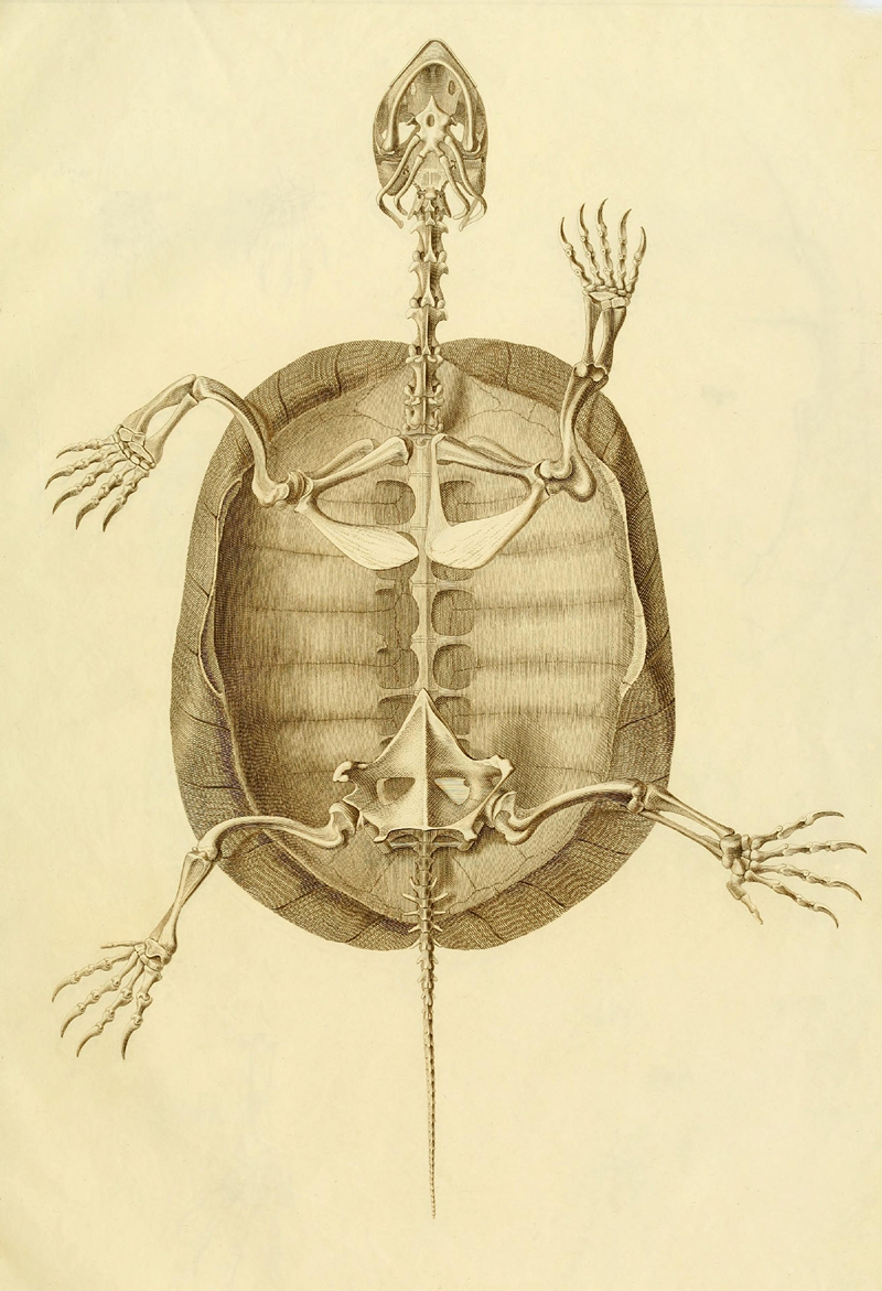 Скелет черепахи