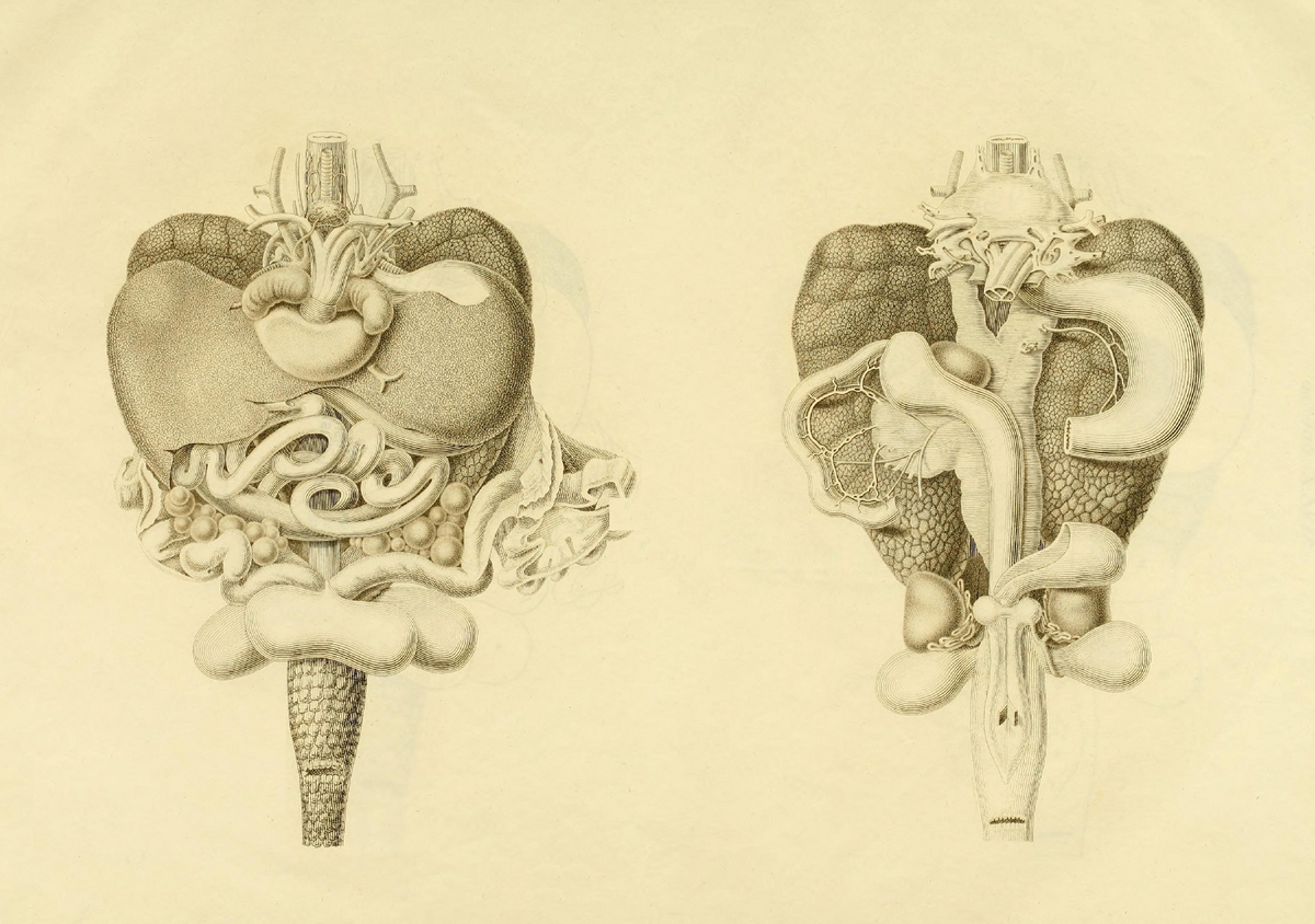 What is under the shell: the anatomy of a turtle in the drawings of the German naturalist of the nineteenth century 10