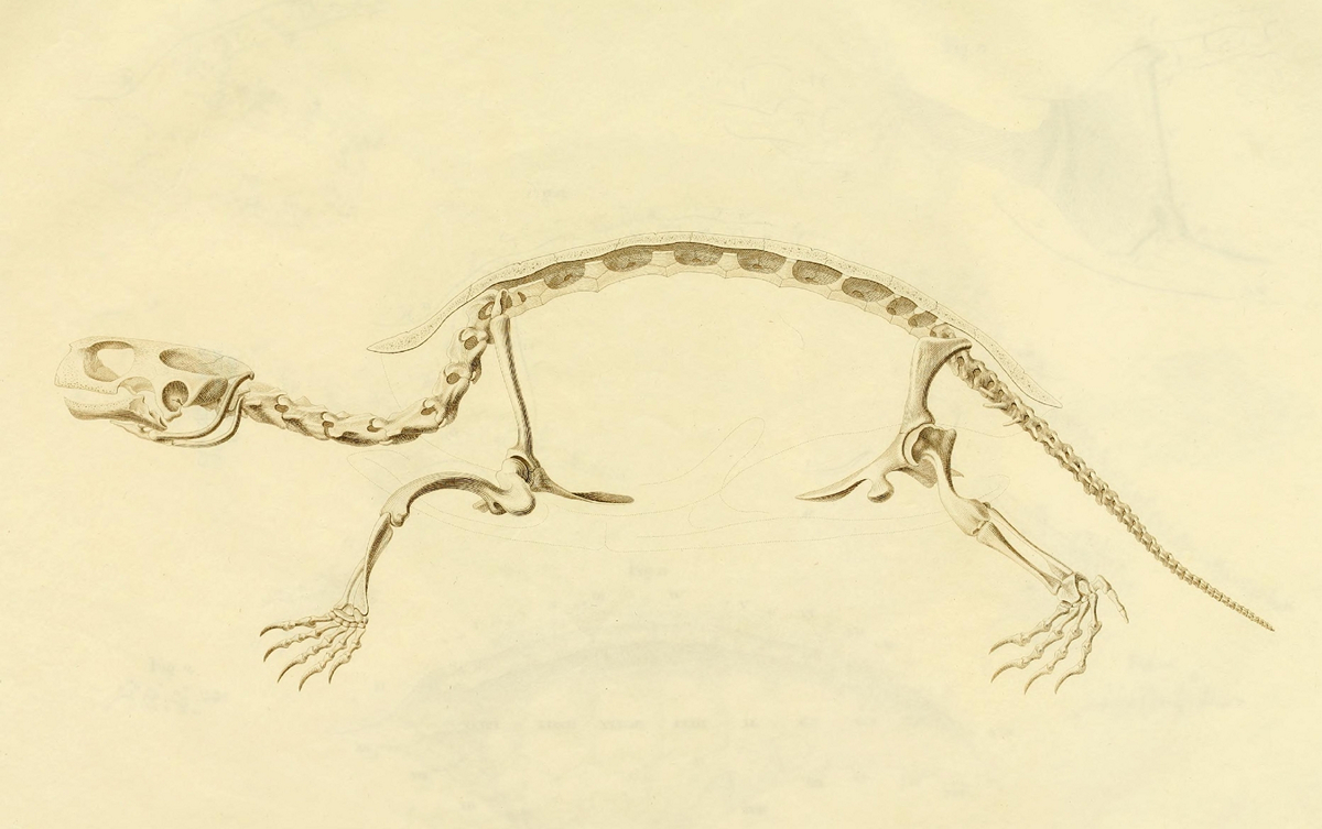 Что под панцирем: анатомия черепахи в рисунках немецкого натуралиста ХIX века 11