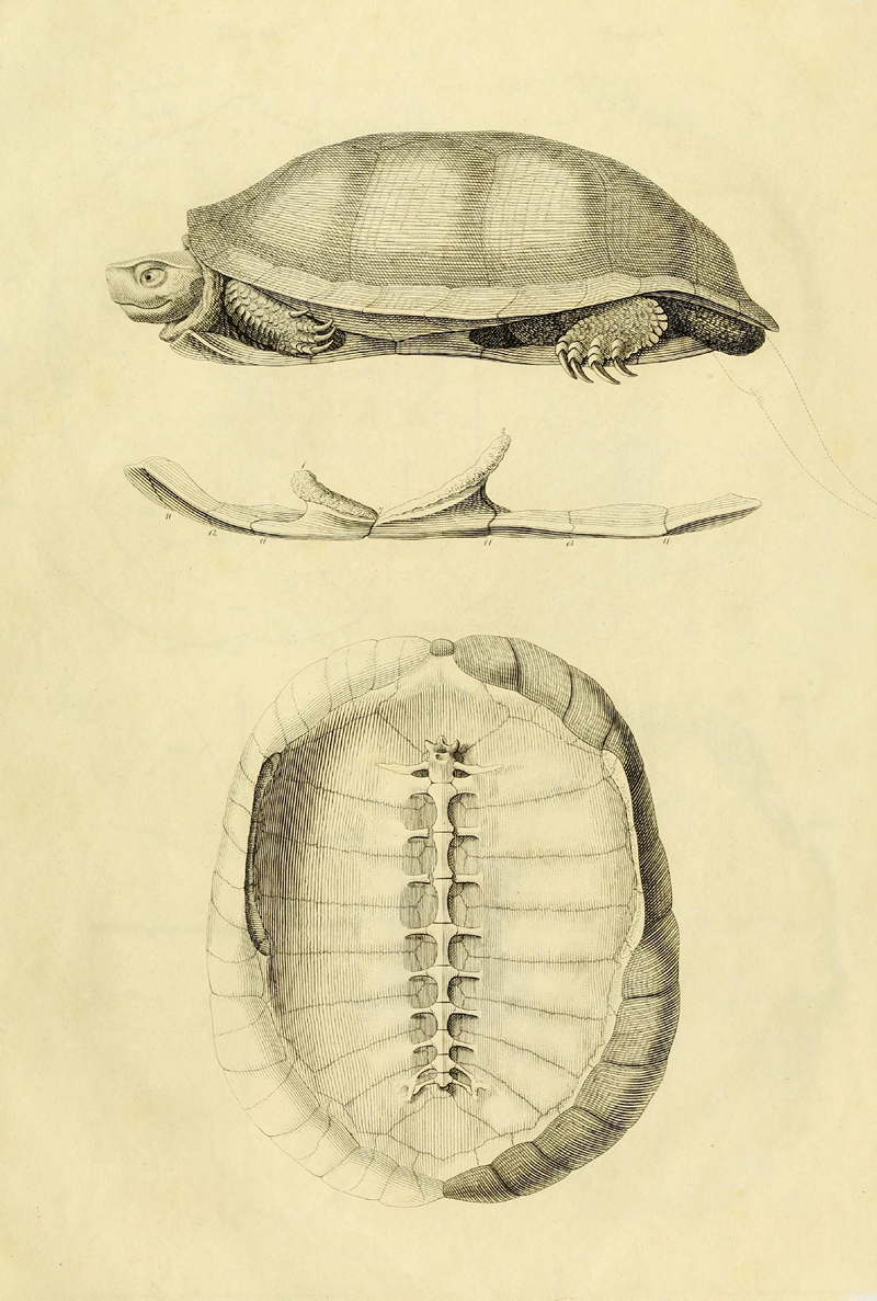 Что под панцирем: анатомия черепахи в рисунках немецкого натуралиста ХIX века 4