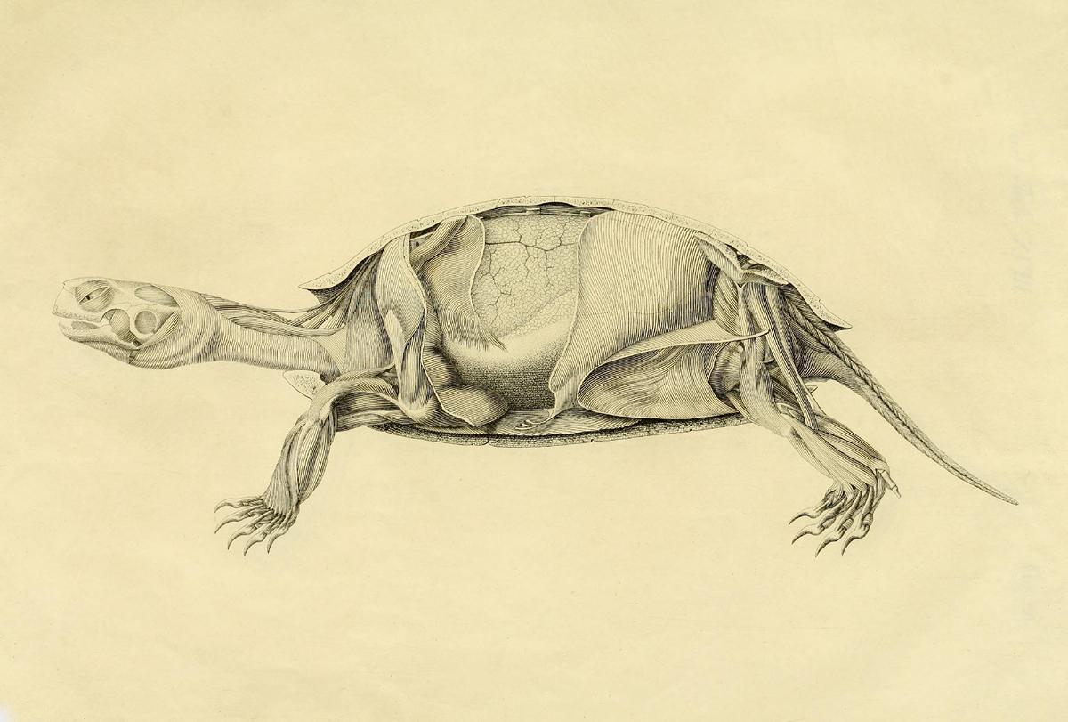Что под панцирем: анатомия черепахи в рисунках немецкого натуралиста ХIX века 5