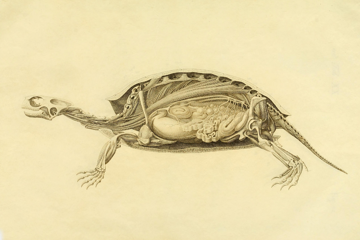 Что под панцирем: анатомия черепахи в рисунках немецкого натуралиста ХIX века 7