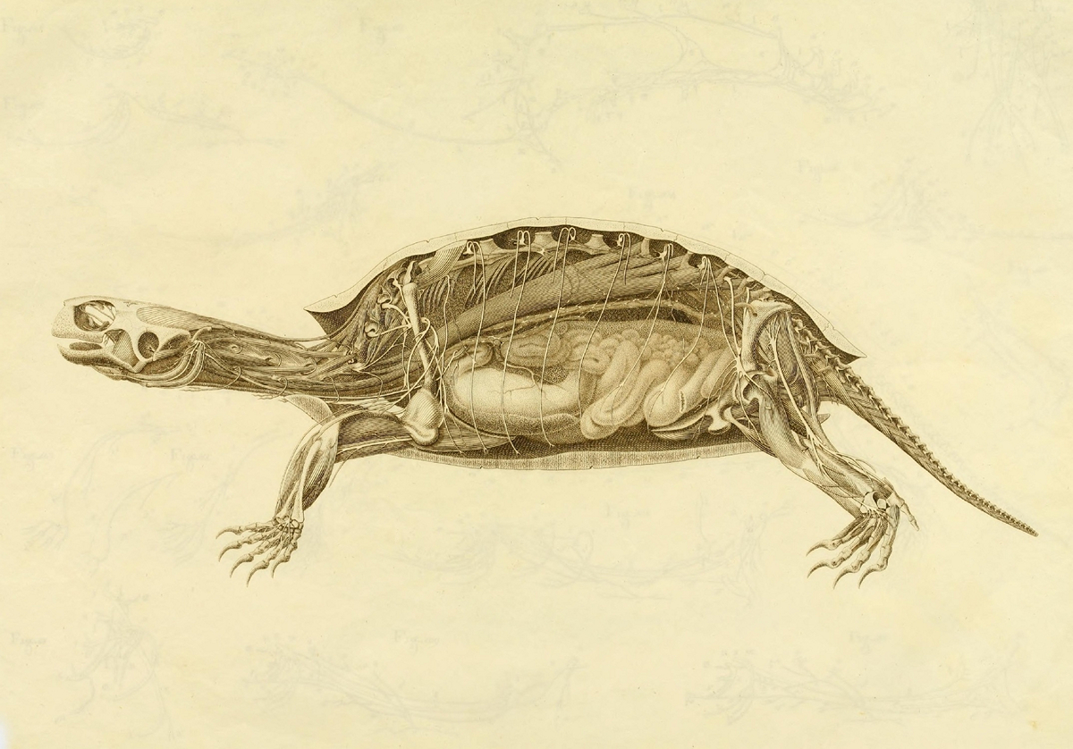 Что под панцирем: анатомия черепахи в рисунках немецкого натуралиста ХIX века 8