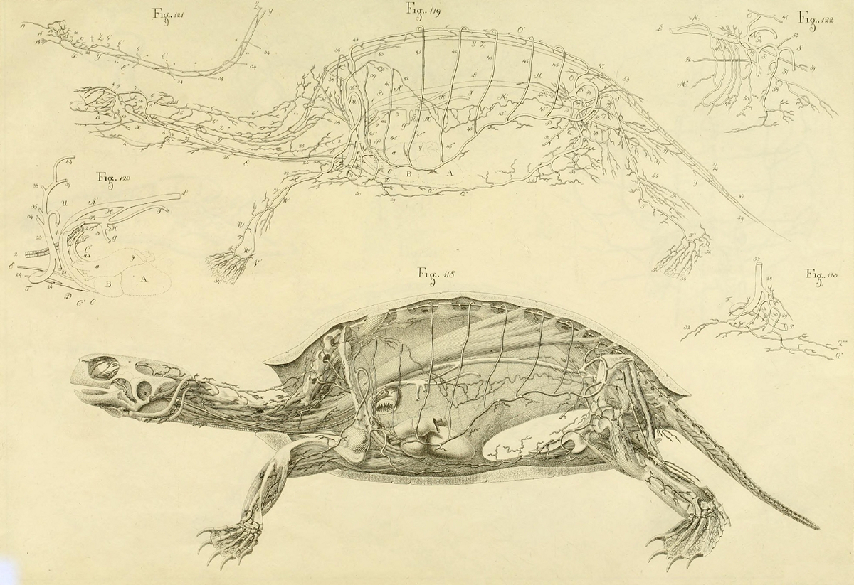 Что под панцирем: анатомия черепахи в рисунках немецкого натуралиста ХIX века 9
