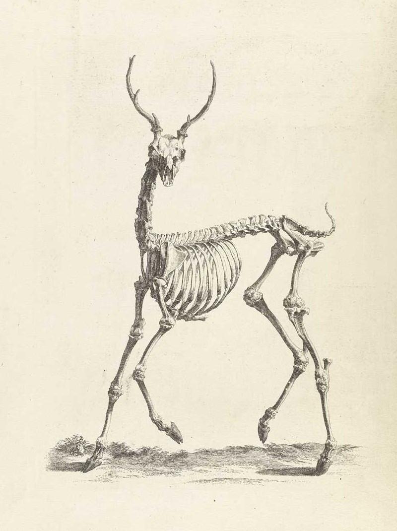 Достоверность и изящество в костях. «Остеография» Уильяма Чеселдена (1733)  11