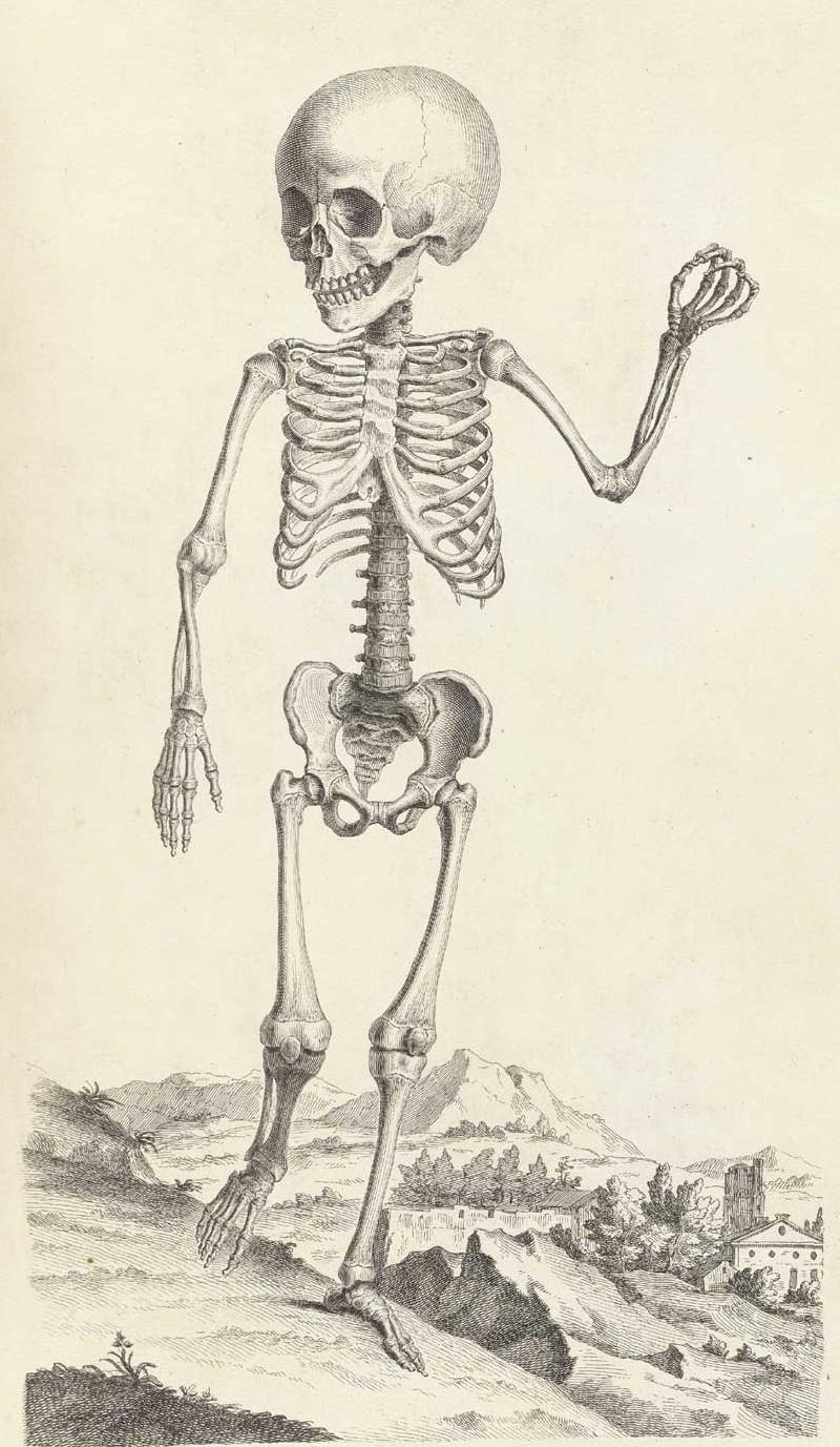 Достоверность и изящество в костях. «Остеография» Уильяма Чеселдена (1733)  15
