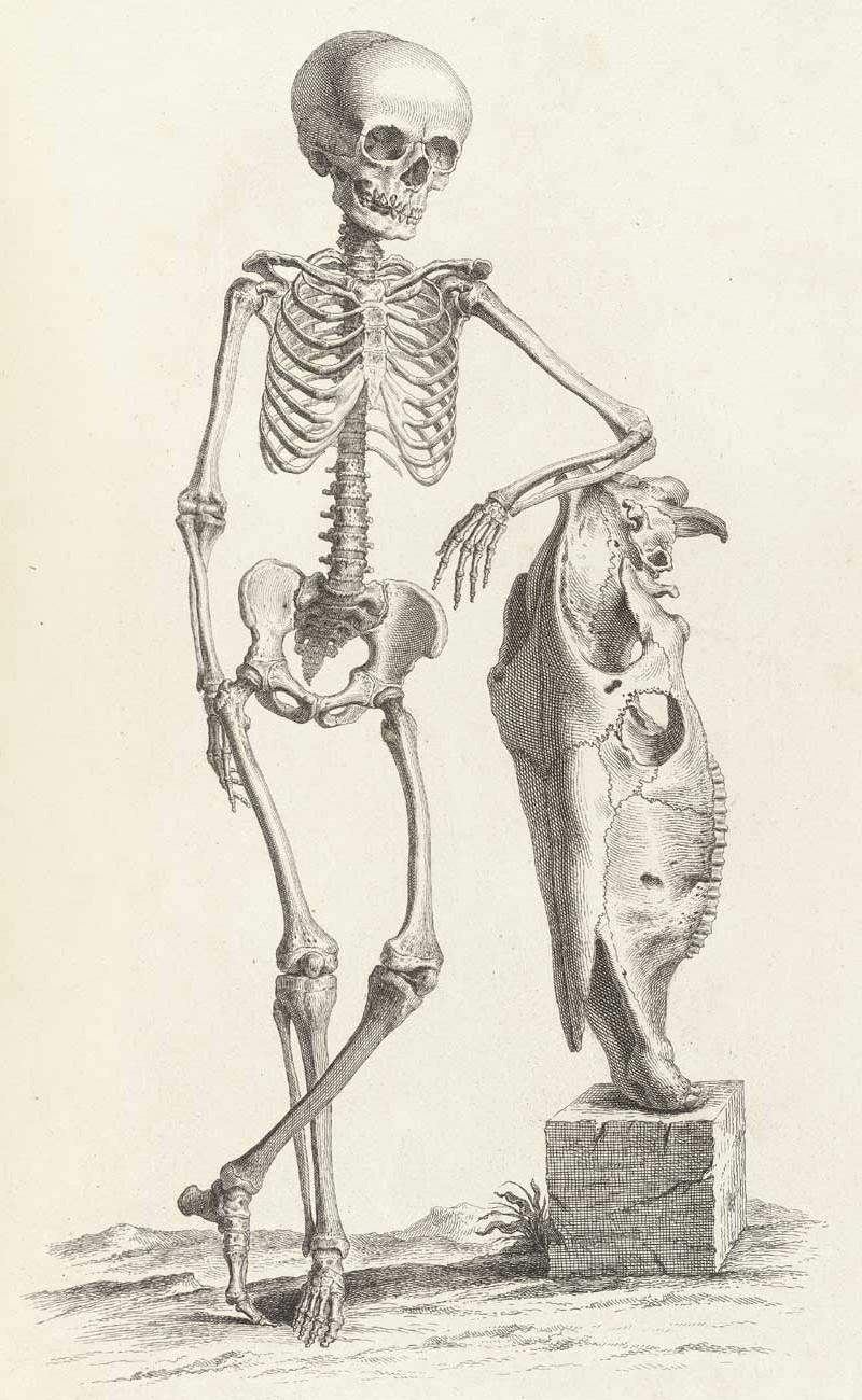 Достоверность и изящество в костях. «Остеография» Уильяма Чеселдена (1733)  16