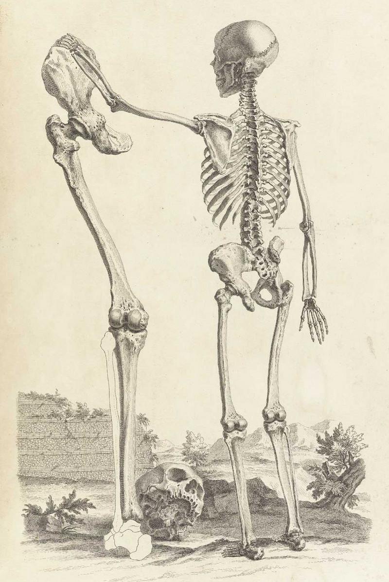 Достоверность и изящество в костях. «Остеография» Уильяма Чеселдена (1733)  20