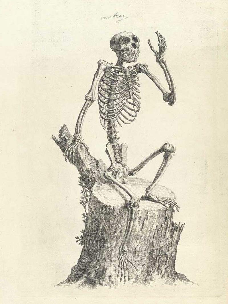 Достоверность и изящество в костях. «Остеография» Уильяма Чеселдена (1733)  21