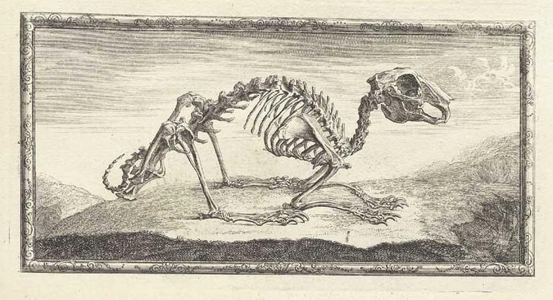 Достоверность и изящество в костях. «Остеография» Уильяма Чеселдена (1733)  5